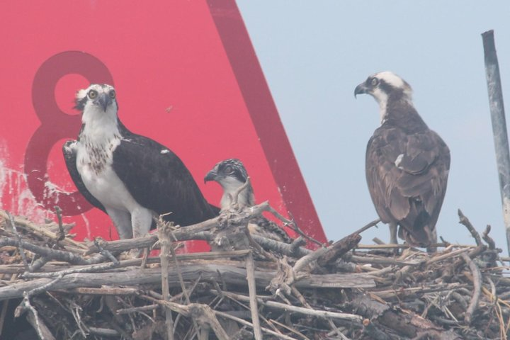 Birding By Boat on the Osprey - Photo 1 of 6